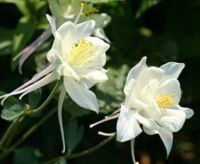 20 เมล็ดพันธุ์ เมล็ด ดอกโคลัมไบน์ (Columbine) เป็นดอกไม้ประจำรัฐ Colorado Columbine flower Seed อัตราการงอกสูง 80-85%