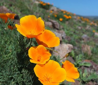 เมล็ดพันธุ์ แคลิฟอร์เนียป็อปปี้ Eschscholzia Californica California poppy 200 เมล็ด เมล็ดพันธุ์นำเข้าจาก อังกฤษ