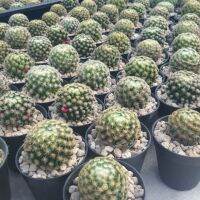 Promotion Cactus แคคตัส เพชร พันธุ์แมมมิลาเรีย ขนนกเหลือง พร้อมส่ง พรรณ ไม้ น้ำ พรรณ ไม้ ทุก ชนิด พรรณ ไม้ น้ำ สวยงาม พรรณ ไม้ มงคล