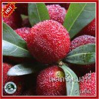 5 เมล็ด ยัมเบอร์รี่ (Yumberry) หยางเหมย (Yangmei) เรด เบย์เบอร์รี่ (Red Bayberry)  แว๊กซ์ เบอร์รี่ (Waxberry)  เอี่ยบ๊วย ยามาโมโม (yamamomo) ยัมเบอรี่