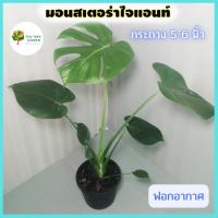 มอนสเตอร่าไจแอนท์ Monstera Deliciosa (Giant) ต้นสวย ต้นจริงส่งพร้อมกระถาง 5-6 นิ้ว คัดฟอร์มสวยส่ง ต้นไม้ฟอกอากาศ ดูดซับสารพิษในบ้านได้ดี