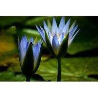 เมล็ดบัว สายพันธุ์อ่าง สีฟ้า (Blue lotus) 5 เมล็ด