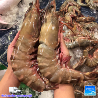 ส่งฟรีกุ้งลายเสือสดจัมโบ้ ตัวใหญ่เนื้อเเน่น เด้ง สู้ ลิ้น (1 Kg.)