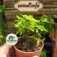 ?สินค้าขายดี? [บอนไซหมากเมเปิ้ล](บอนไซ) มีหลายชนิดให้เลือก เพรมน่า ม่วงเจริญ บ๊วยน้ำ หมากเมเปิ้ล สนดำ มะสัง แก้วแคระ หูกระจง เชอรี่แคระ