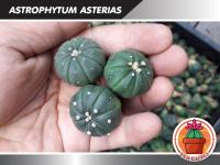 กระบองเพชร แคคตัส Cactus : Astrophytum Asterias 1 ต้น