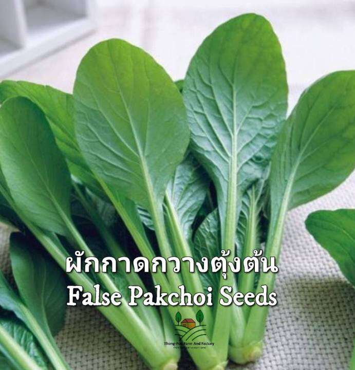 ผักกาดกวางตุ้งต้น-false-pakchoi-seeds-เมล็ดพันธุ์ผักกาดกวางตุ้งทศกัณฐ์37-กวางตุ้ง-ต้นใหญ่-ใบหนา-ออกดอกช้า-น้ำหนักดี-บรรจุ-300-เมล็ด