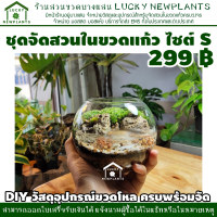 ชุดจัดสวนขวด DIY พร้อมเจลตกแต่งทำธารน้ำสีใส 299 บาท ไซต์ S