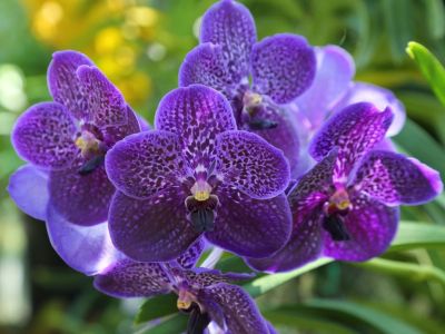 30 เมล็ดพันธุ์ เมล็ดกล้วยไม้ ฟาแลนนอปซิส (Phalaenopsis Orchids) Orchid flower seeds อัตราการงอกสูง 70-80%