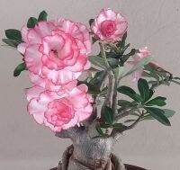 5 เมล็ด เมล็ดพันธุ์ ชวนชม ลูกผสมไฮบริด สายพันธุ์ Rosa สีชมพู กุหลาบทะเลทราย Desert Rose Adenium seed ราชินีบอนไซ ปลูกง่ายมาก รีบสะสม