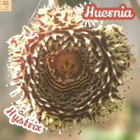 [เก๋งจีน ฮีสทริกซ์] Huernia Hystrix ส่งพร้อมกระถาง แคคตัส Cactus Succulent Haworthia Euphorbia ไม้หายาก พืชอวบน้ำ ไม้หนาม ไม้ทะเลทราย กระบองเพชร