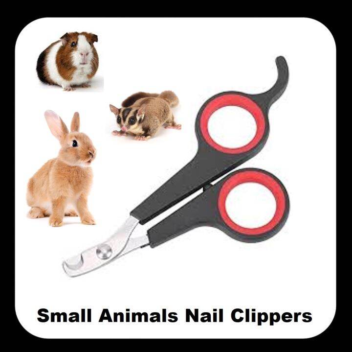 Sugar glider 2024 nail clippers