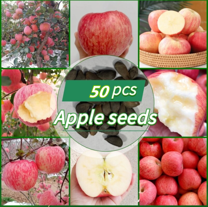Sweet Apple Seeds Benih Pokok Buah Rare Fruit Seeds for Planting High