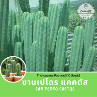 ซานเปโดร แคคตัส ไม้ตอ Trichocereus Pachanoi (10 Seeds)