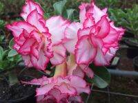 12 เมล็ด เมล็ดพันธุ์ ชวนชม Desert Rose สายพันธุ์ไต้หวัน ดอกสีชมพู Adenium Seed  กุหลาบทะเลทราย Desert Rose ราชินีบอนไซ  อัตราการงอก 80-90% มีคู่มือปลูก