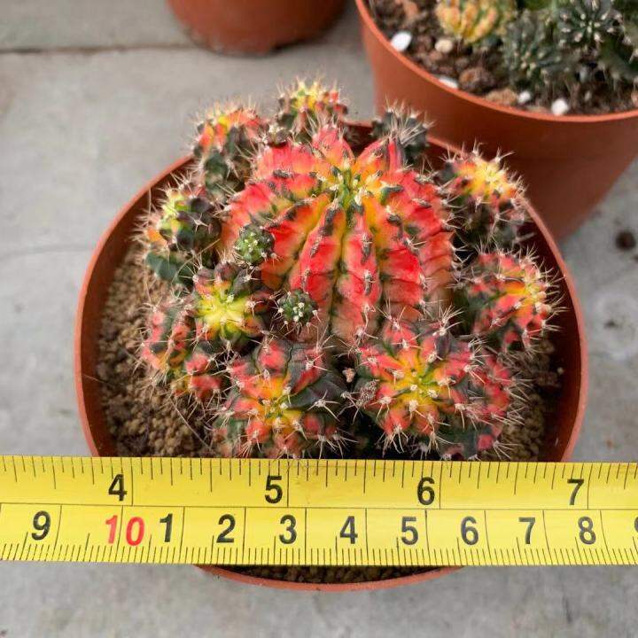 caimd-กระบองเพชร-แคคตัส-cacuts-gymnocalycium-multicolor-variegated-ยิมโนคาไลเซียม-มัลติโคเลอร์-ยิมโนเรนโบว์-ยิมโน7ส