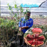 1ต้น ทับทิมตูนิเซีย(Tunisian pomegranates) สูงราว 90-100 ซม. ส่งทั้งต้นพร้อมดิน มีสินค้าพร้อมส่ง