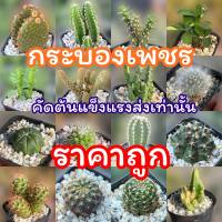 กระบองเพชร แคคตัส ราคาถูก