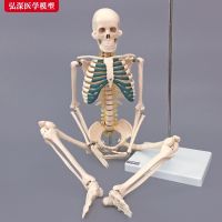 85 cm body skeleton skeleton model with nerve disc skeleton structure of medical teaching model