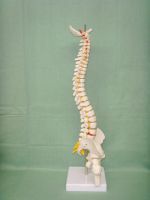 45 cm body human body skeleton big spinal nerve cervical disc thoracic spine model coccygeal vertebra vertebra pelvis