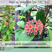 Hoya sp.philippines(pw1307-03) โฮย่าฟอร์มเล็ก ส่งต้นติดดอก ออกดอกบ่อย ส่งต้นพร้อมลวดแขวน