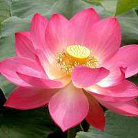 5 เมล็ดพันธุ์ บัว สายพันธุ์ Sacred Lotus (Nelumbo Nucifera) สีชมพูเข้ัม ดอกใหญ นำเข้าจาก อเมริกา เพาะปลูกและเก็บเมล็ดในไทย ขยายพันธุ์ในไทยได้