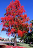 เมล็ดพันธุ์ เพลิงภาณุ (Illawarra Flame Tree) / 5 เม็ด จากโปรตุเกส