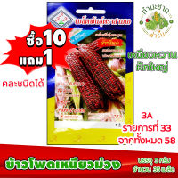 (ซื้อ10แถม1) เมล็ดพันธุ์ ข้าวโพดเหนียวม่วง Purple Corn ประมาณ 35เมล็ด 3A สามเอ ผักสวนครัว เมล็ดพันธุ์พืช เมล็ดผัก เม็ดผัก พืชผัก