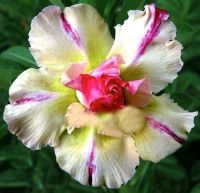 10 เมล็ด เมล็ดพันธุ์ ชวนชม สายพันธุ์ไต้หวัน สีเหลือง Adenium Seeds กุหลาบทะเลทราย Bonsai Desert Rose ราชินีบอนไซ มีคู่มือปลูก นำเข้าจากไต้หวัน