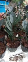 ต้นกวักมรกตดำ(zamioculcas zamiifolia black)