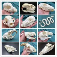 wholesale 1/2/3/5/10 pcs real animal skull specimen Taxidermy Cleaned Skull collection