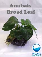 ขอนไม้ติดต้นอนูเบียส Broad Leaf