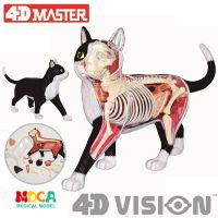 กายวิภาคของโมเดลการศึกษากายวิภาคของเล่นตัวต่อ Master แมวสีดำและสีขาว4D