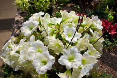 1 หัวว่าน ว่านสี่ทิศฮอลแลนด์ Amaryllis Bulb Mont blanc 18-24 ซม สินค้านำเข้า แช่เย็นแล้ว หัวขนาดใหญ่ สินค้าจำนวนจำกัด