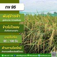 พันธุ์​ข้าวปลูก ข้าวเจ้า กข 95 ข้าวนาปี นาปรัง ทรงกอตั้ง ลำต้นค่อนข้างแข็ง ต้านทานเพลี้ยกระโดดสีน้ำตาล บรรจุ 25 กิโลกรัม คูลเกษตร KR23