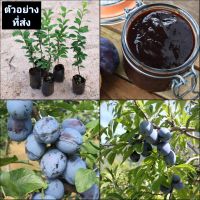 (1ต้น) ต้น ลูกพรุน ซูเกอร์  Sugar Prune ต้นลูกพรุน ต้นพรุน พรุน ลูกพรุน อิตาเลี่ยน Italian Prune พิสุทธิ์