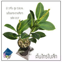 ต้นไม้ปลอม Fiddle-leaf fig หรือต้นไทรใบสัก สูง 53cm. รหัส 017