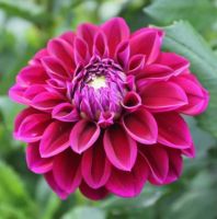 1 เหง้า/ชุุด รักเร่ Dahlia Bulb สายพันธุ์ Diva หัวรักเร่ ดอกไม้ หัวหน่อ เหง้า นำเข้า เนเธอร์แลน หัวสดใหม่