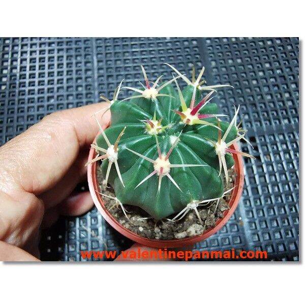 pro-โปรแน่น-ferocactus-latispinus-เพชร-ราคาสุดคุ้ม-พรรณ-ไม้-น้ำ-พรรณ-ไม้-ทุก-ชนิด-พรรณ-ไม้-น้ำ-สวยงาม-พรรณ-ไม้-มงคล