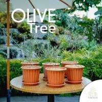 Treeno.9 T176 มะกอกโอลีฟ (Olive Tree) *พร้อมกระถางสวย ยุโรป สีน้ำตาล 8 นิ้ว และโรยหินอาคาดามะ* สูง 50-60 ซม. ไม้ประดับ ใบสวยงาม พุ่มสวย