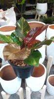 Philodendron Cherry Red (เชอร์รี่เรด) ... ไม้ ประดับ ไม้ฟอกอากาศ ทรงพุ่มกลม ลำต้นต้นสีแดงระเรื่อ มีใบสามสีในหนึ่งต้น คือ สีแดง เขียวอ่อน เขียวแก่ มีความเก๋ๆ