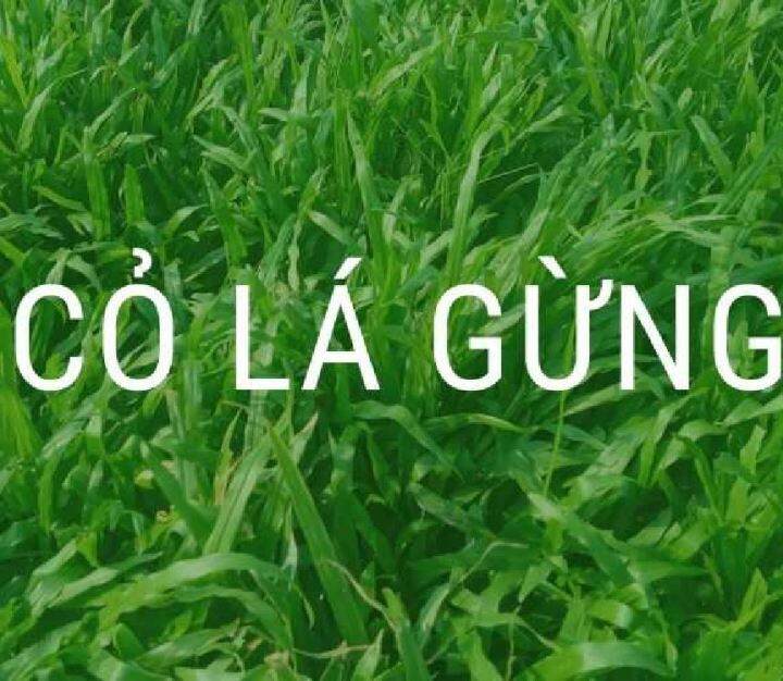 Carpet grass seed. Oleifera macrophylla seed. A pack of 50 seeds. Buy