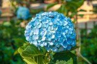 20 เมล็ด เมล็ดไฮเดรนเจีย Hydrangea Seed สีฟ้า ไฮเดรนเยียสายพันธุ์ฝรั่งเศส ของแท้ 100% อัตราการงอก 70-80% มีคู่มือปลูก