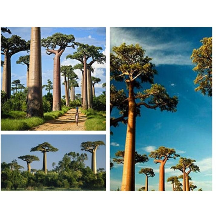 Baobab Tree   4914f326b241a84720d41c9d879776cf  720x720q80 