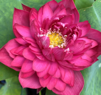 5 เมล็ดพันธุ์ บัว สายพันธุ์ ANCIENT CAPITAL RED CANAL LOTUS สีชมพูแดง เพาะปลูกและเก็บเมล็ดในไทย ขยายพันธุ์ในไทยได้ สายพันธุ์นิยมปลูกในอเมริกา