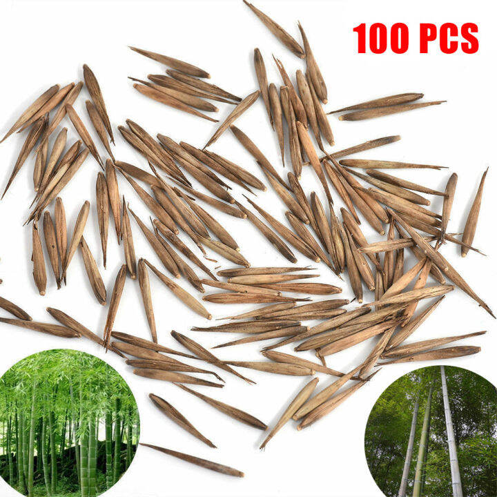 100Pcs Seeds Phyllostachys Pubescens MosoBamboo Seeds Garden Plants