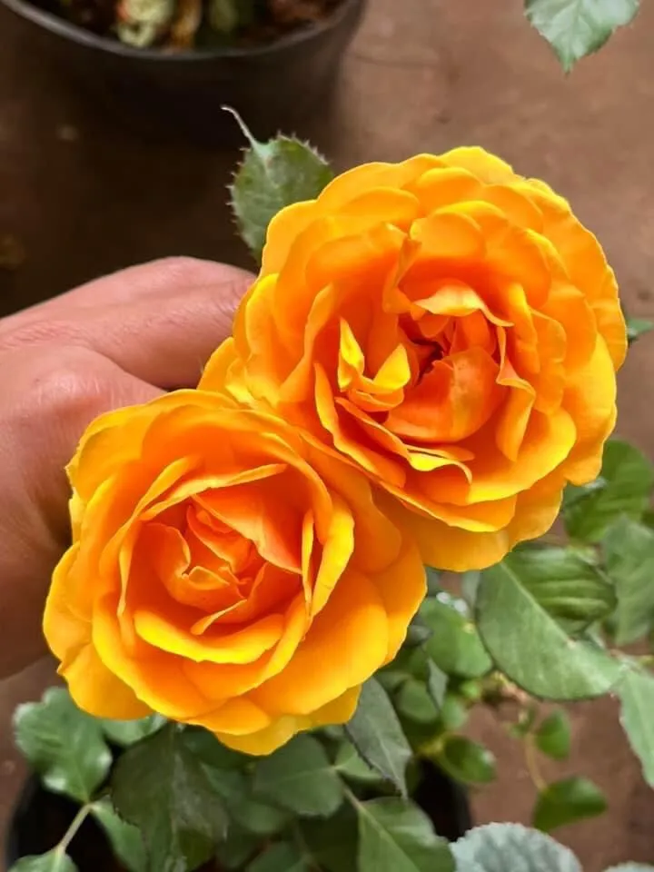 Hoa hồng bụi vàng Đức - form hoa đẹp, hoa to, màu vàng đậm | Lazada.vn