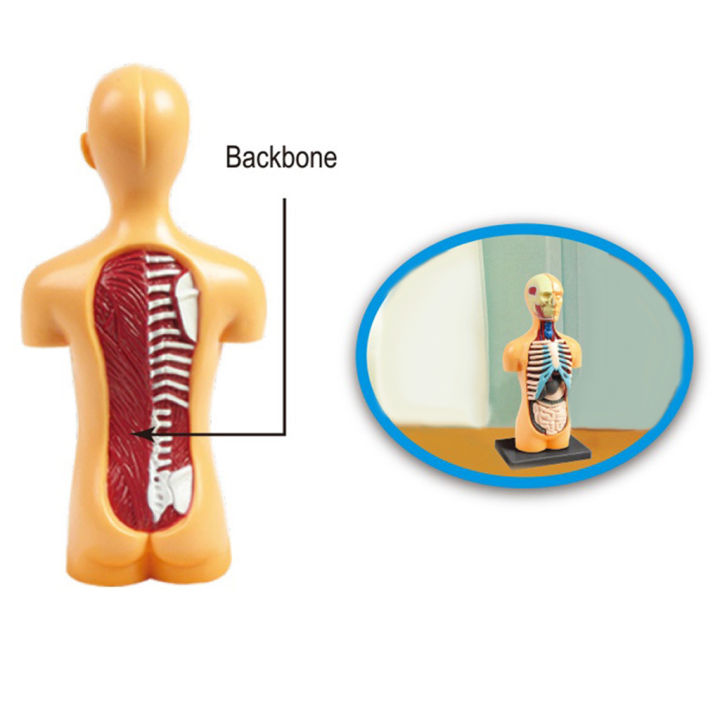 dolity-วิทยาศาสตร์หุ่นจำลองร่างกายมนุษย์สาธิต-human-anatomy-จอแสดงผลการศึกษาของเล่น-diy