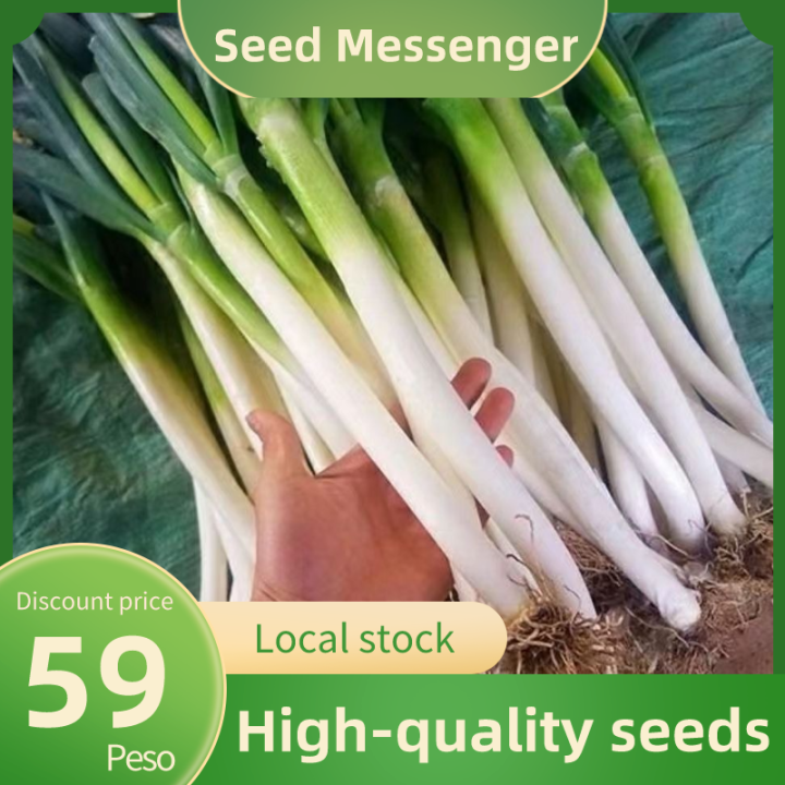(Giant Green Onion Seed 700 Seeds)High Quality Varieties Hybrid Big