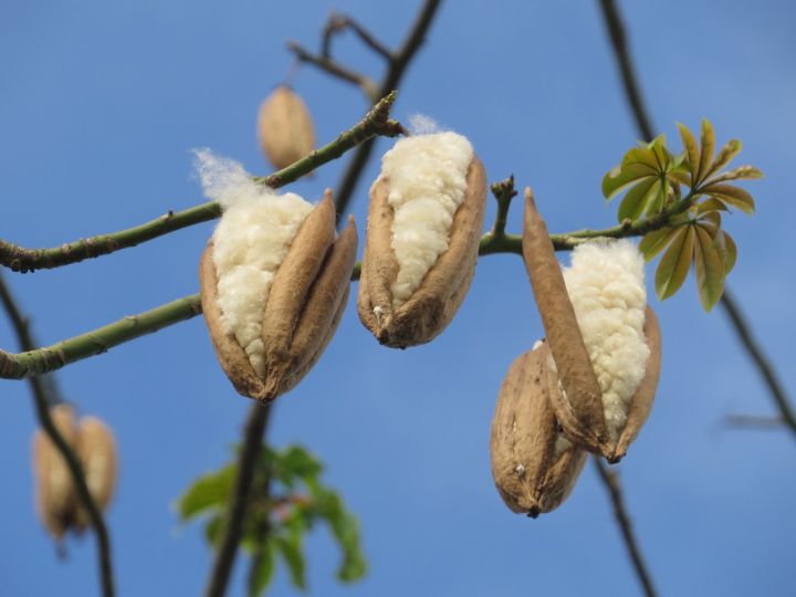 Silk Cotton Tree Kapok Seeds For Planting 25pcs Lazada Ph