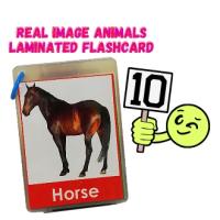 [COD] บัตรคำศัพท์สัตว์ (ลามิเนต) Flashcards For Kids Flashcards Animals ภาพเคลื่อนไหว ภาพจริง ฟิล์ม125mic ลามิเนต Pang Bata เด็กวัยหัดเดิน เด็ก Kinder Home School นำมาใช้ใหม่ กันน้ำ Ring Bind ชุดนักเรียน